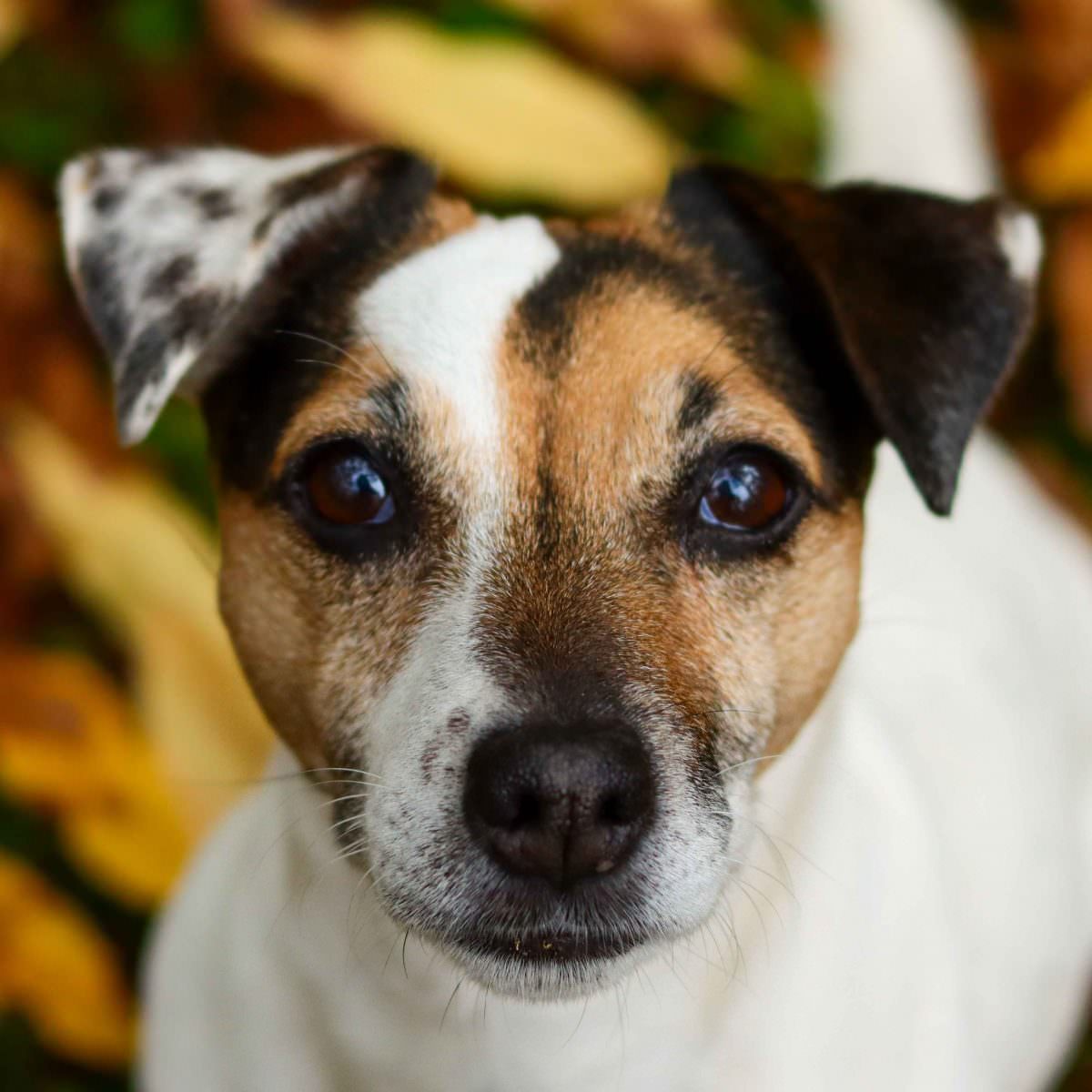 Jack Russell Terrier