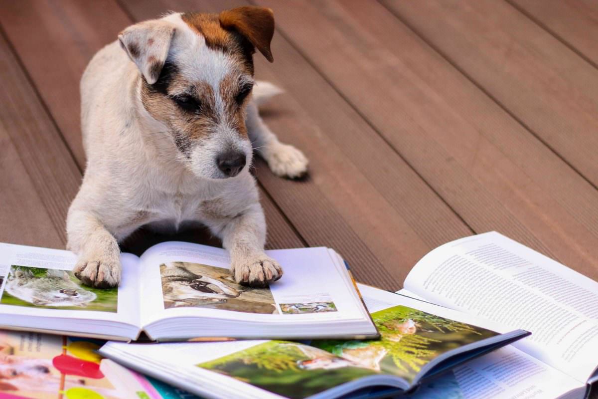 Hundeschule, Hundekurs, Hundetraining, Fortbildung