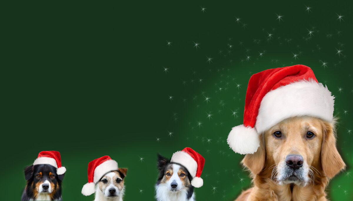 Weihnachtsmarkt, Hund, Hunde-Weihnachtsmarkt
