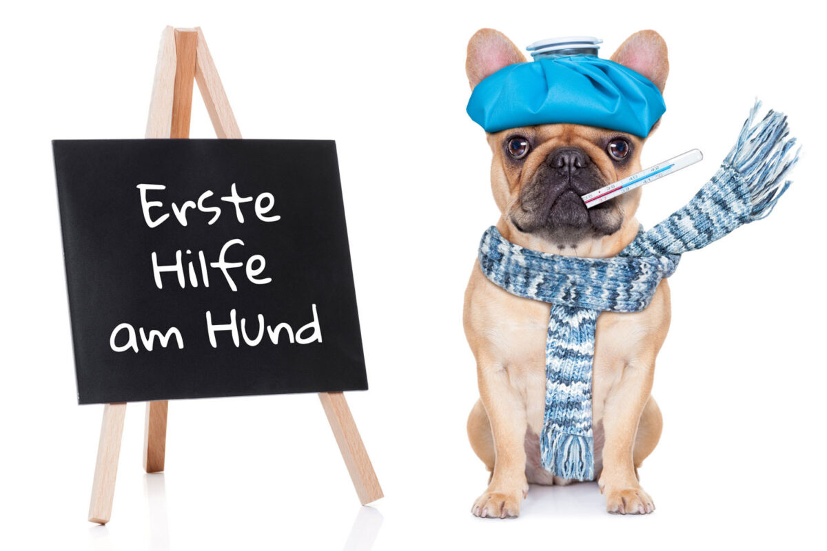 Hundeschule Steinhagen, Seminar Erste Hilfe am Hund