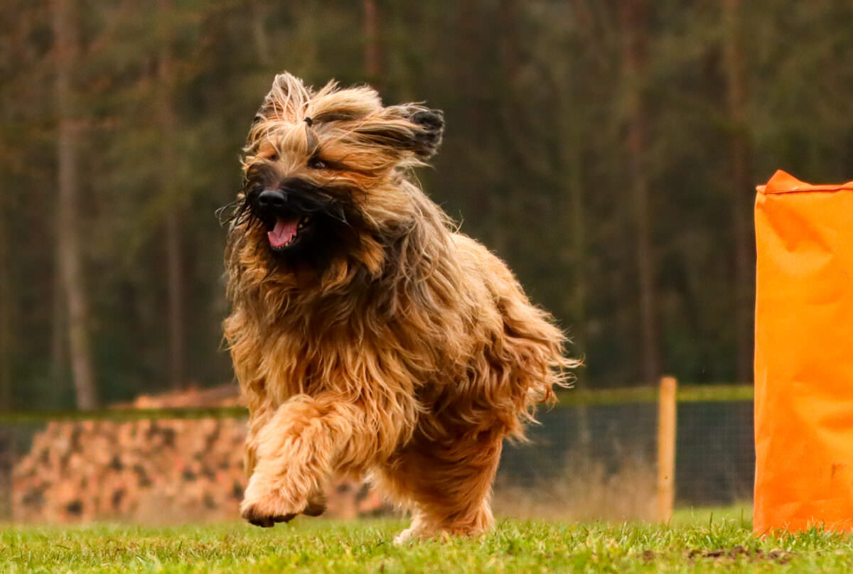 Ari, Briard